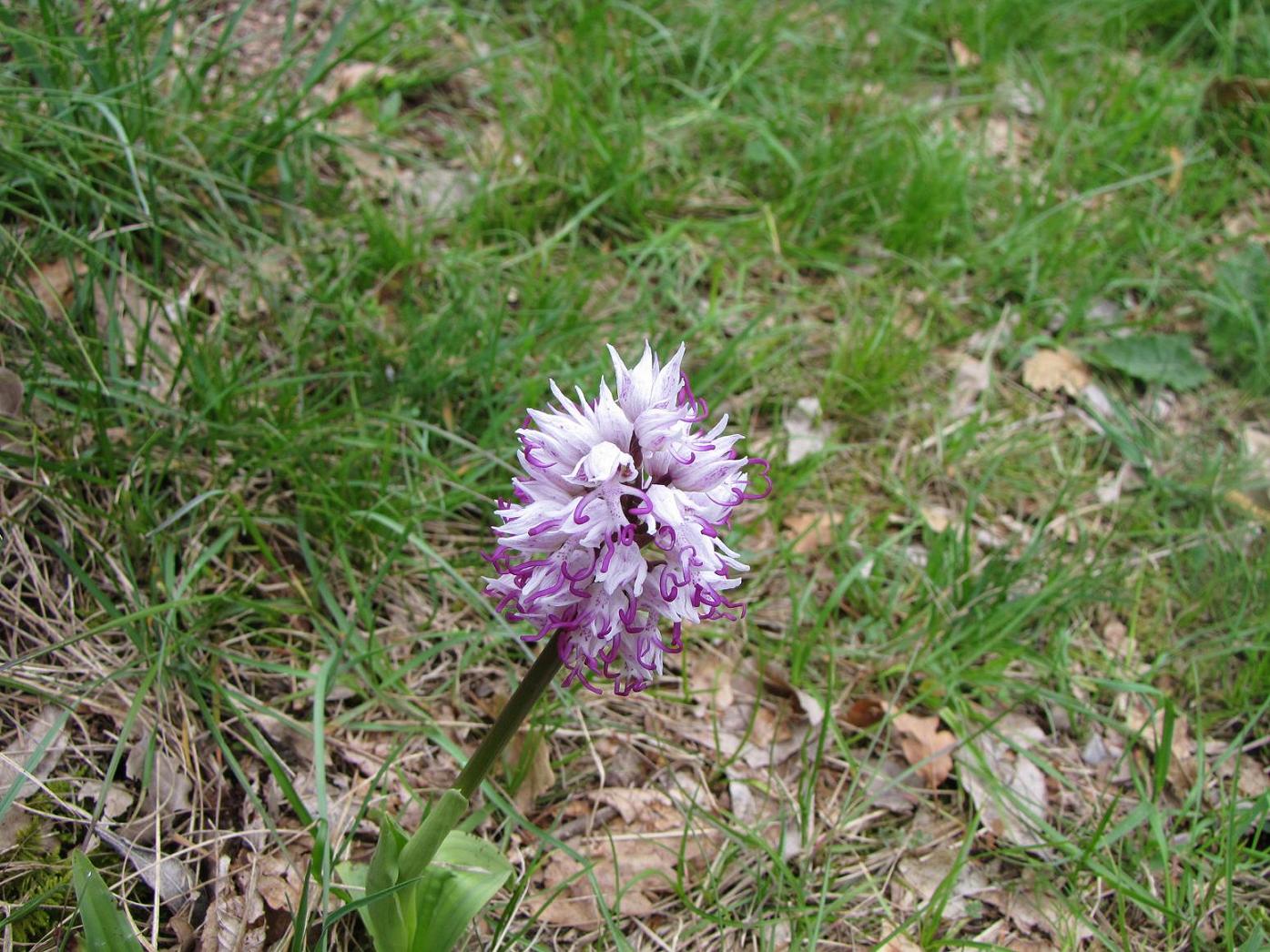 Le nostre prime orchis & ophrys